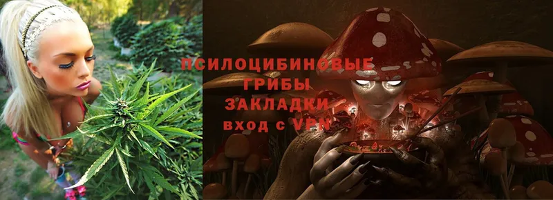 Галлюциногенные грибы Psilocybe  где можно купить   даркнет Telegram  Андреаполь 